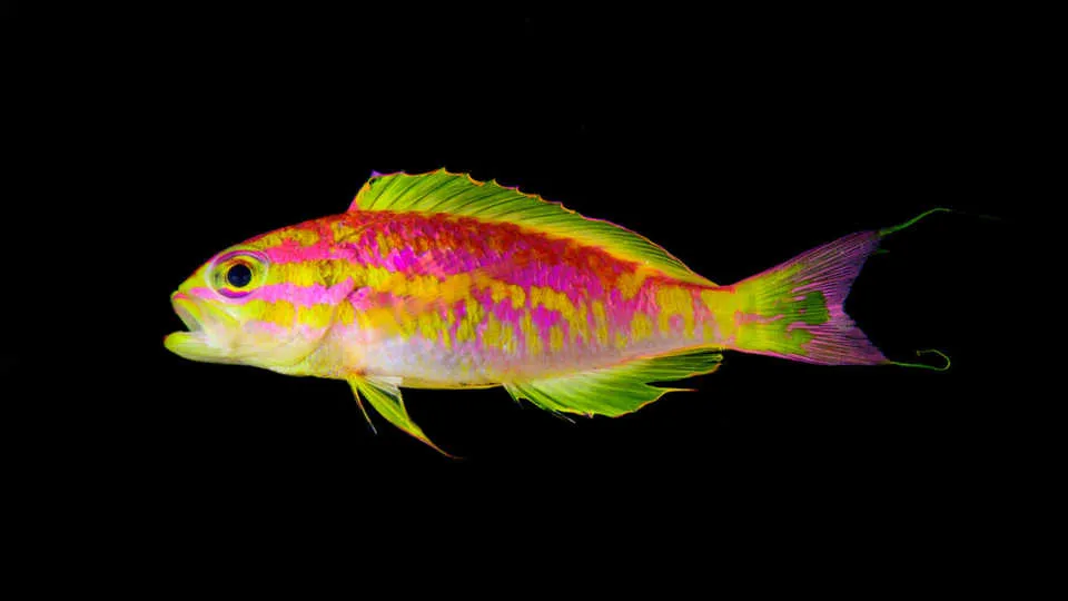 neon pink fish