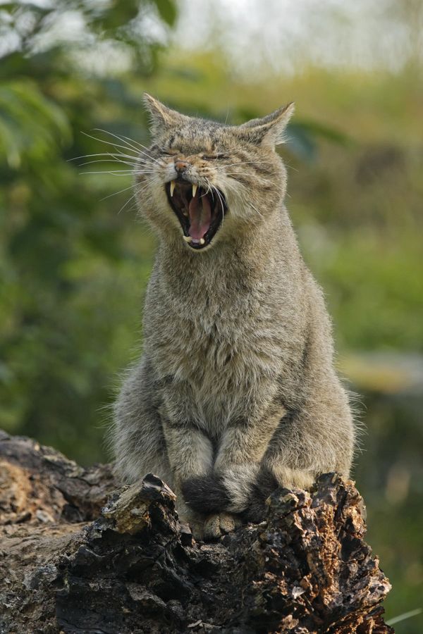 European Wildcat yawning (captured) thumbnail