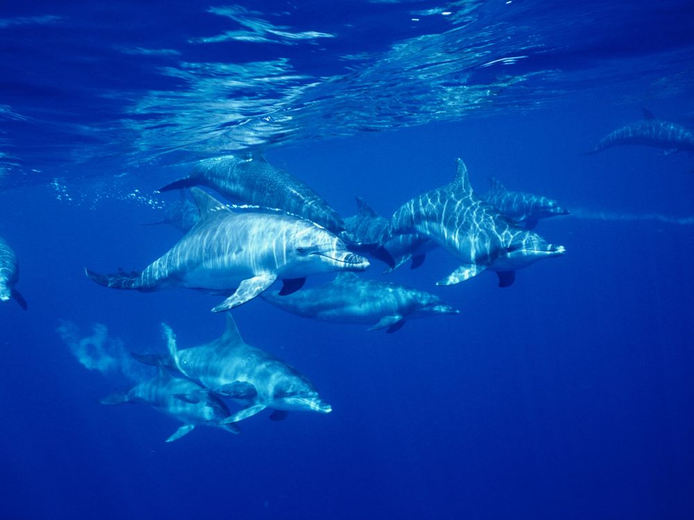 A small pod of dolphins