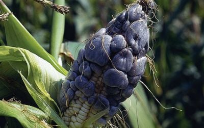 Huitlacoche, a black corn fungus, is an agricultural bane to some, but to others, it’s a delicacy.