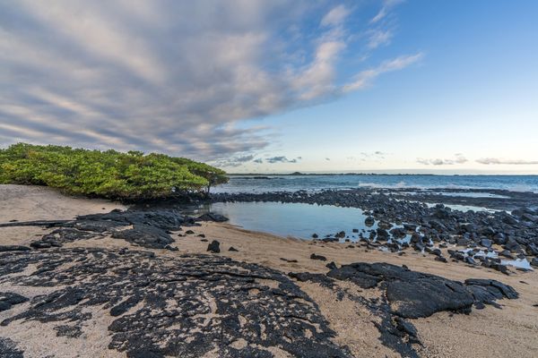 Seascape of Lava and Mangroves thumbnail