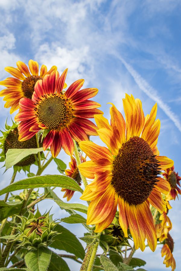 Three colors of Sunflowers against the blue sky thumbnail