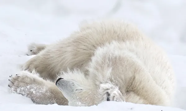 Happy to sleep in the snow thumbnail