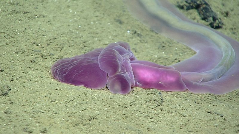 Challenger Deep Fish
