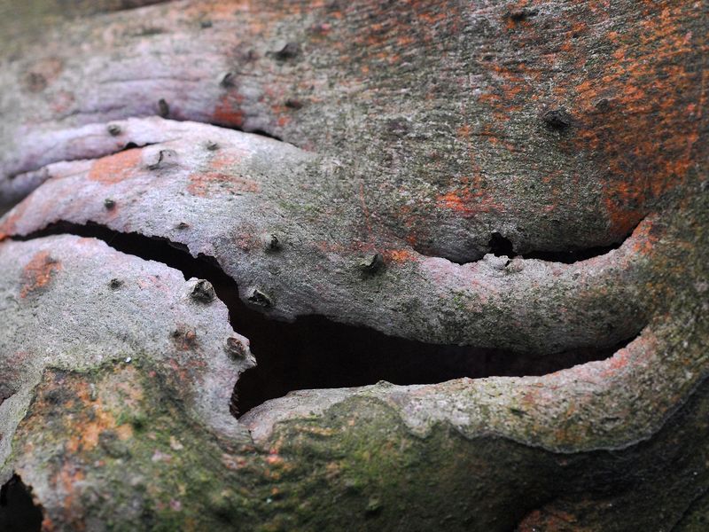 close up of stringy bark native eucalypt tree of australia