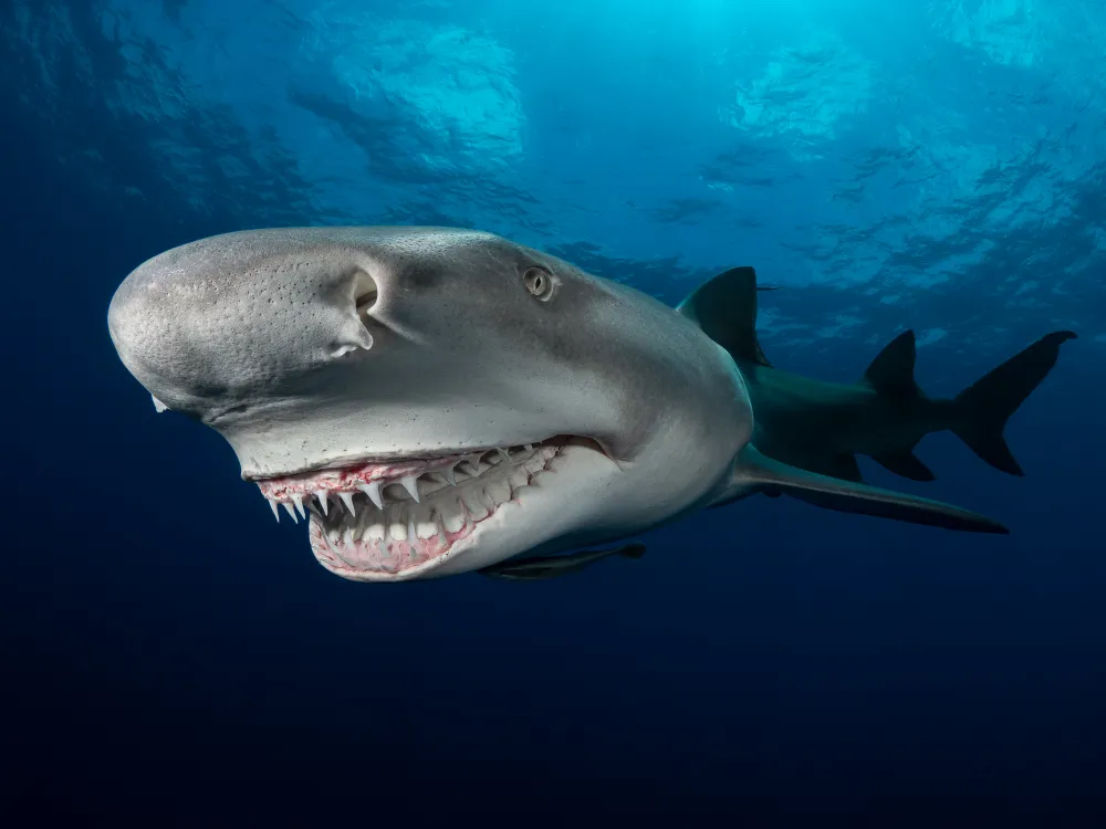 A close up of a shark with it's mouth open