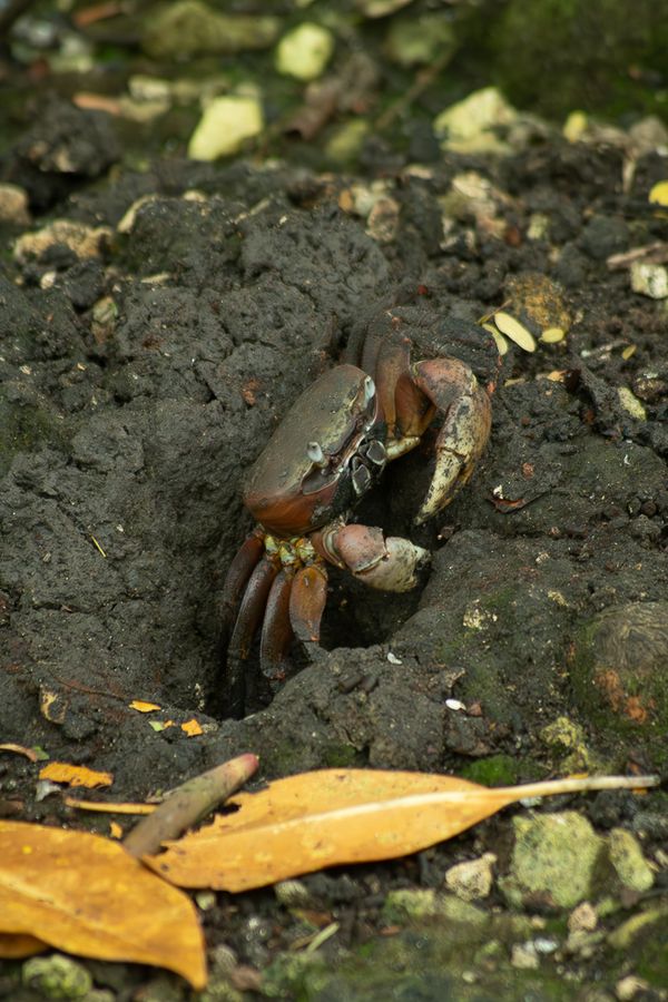 Going out to sunbathe, crab leaves its den thumbnail