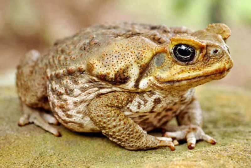 Cane Toad