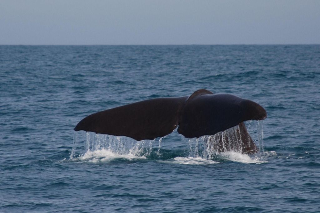Sperm Whale