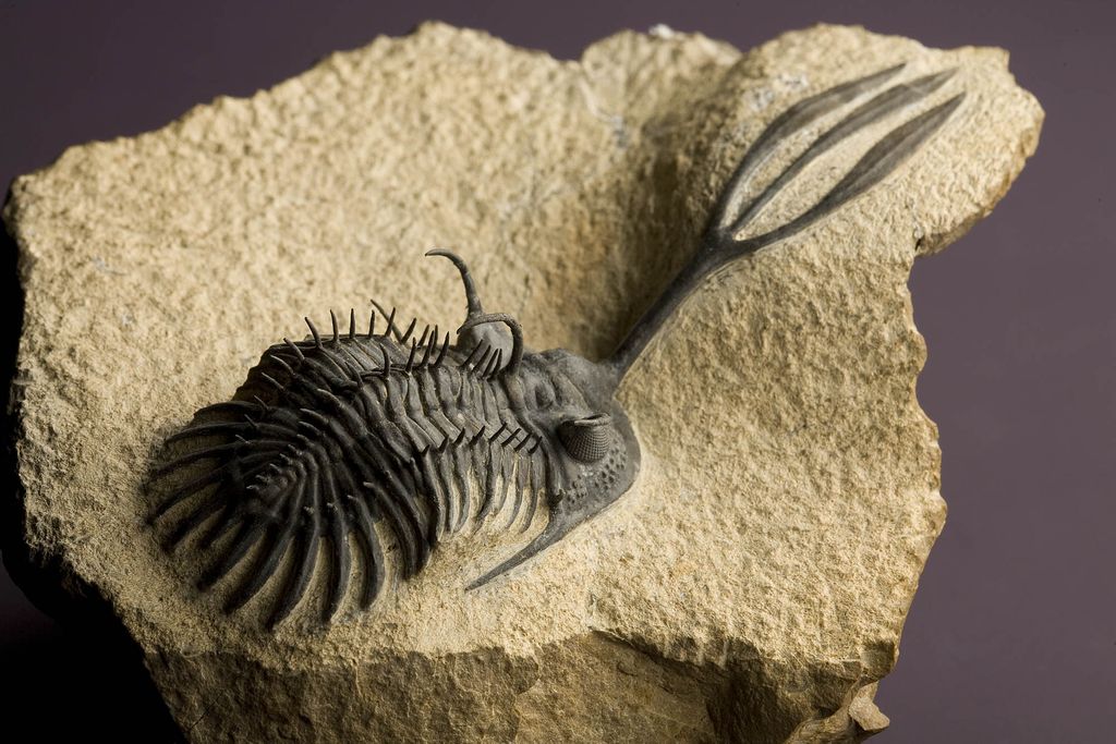 2007-7438-trilobites.jpg