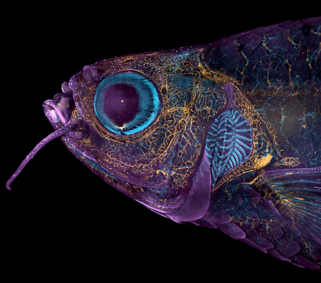 5 zebrafish head