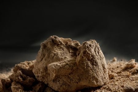 One of the approximately 14,000 year old coprolites found at Paisley Caves 