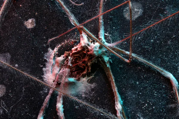 Cosmic Remains: The Alien Exoskeleton of a Harvestman thumbnail