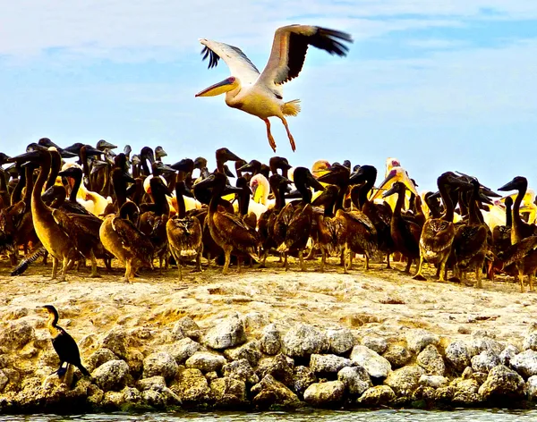 Great White Pelican Arriving With Pointed Toes For a Soft Landing Even With Totipalmate Feet thumbnail