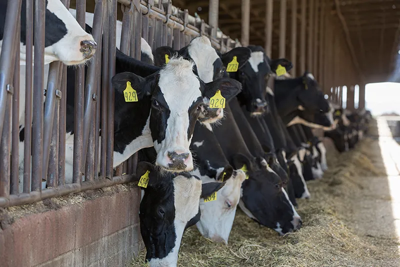 HA5A5927-dairy-digester-LR.jpg