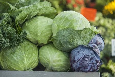 cabbage