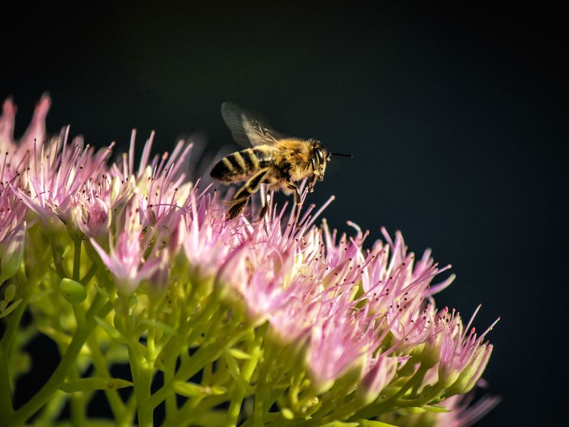 Bee landing on a flower Smithsonian Photo Contest Smithsonian Magazine