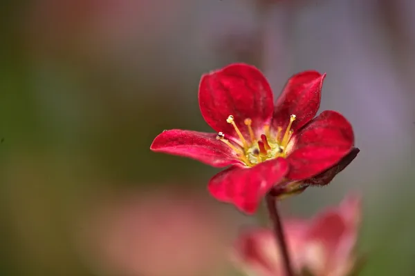 Fresh blossom thumbnail