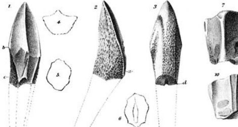 Fossil teeth