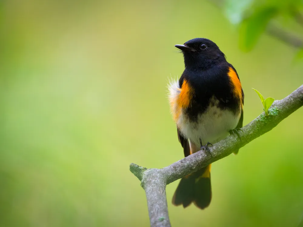 The songbird American redstart perched on a branch