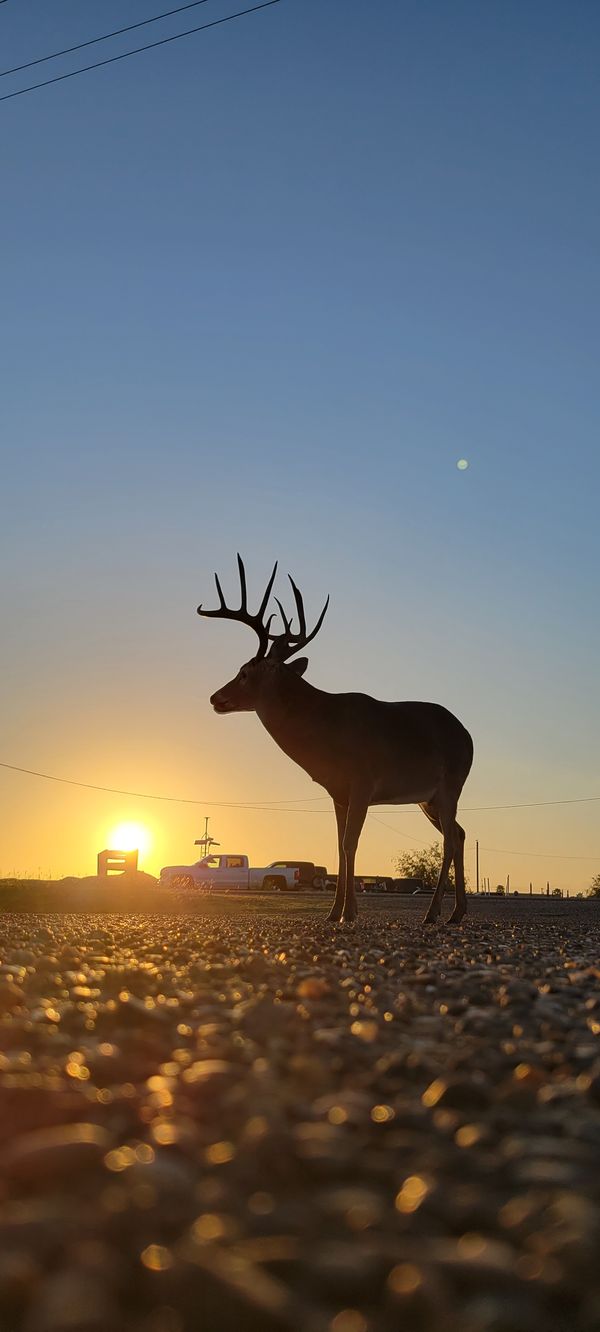 Buck roaming in the city during the sunrise thumbnail