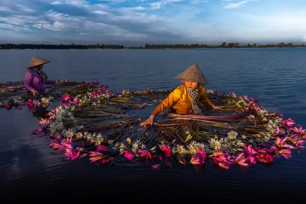 Harvesting Water Lilies thumbnail