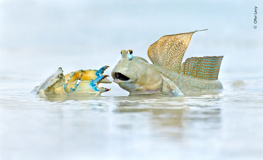 A crab at left, claws raised, and a mudskipper at right come face-to-face in a territorial dispute, standing in shallow water
