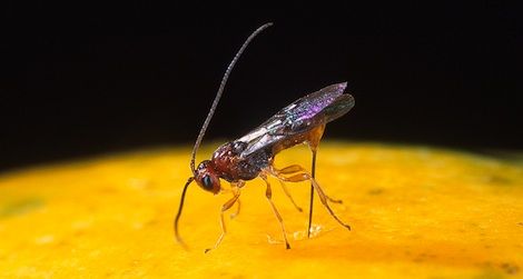 The tiny parasitic wasps flourish by laying eggs inside other insects (above: a wasp punctures a fruit fly).