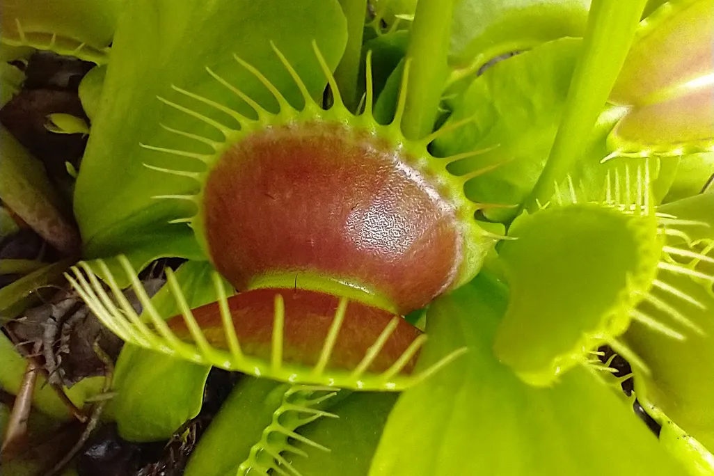 Open leaves of a Venus flytrap