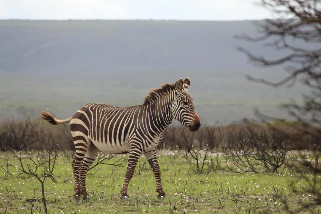 How Stressed Out Are Zebras? Just Ask Their Poop