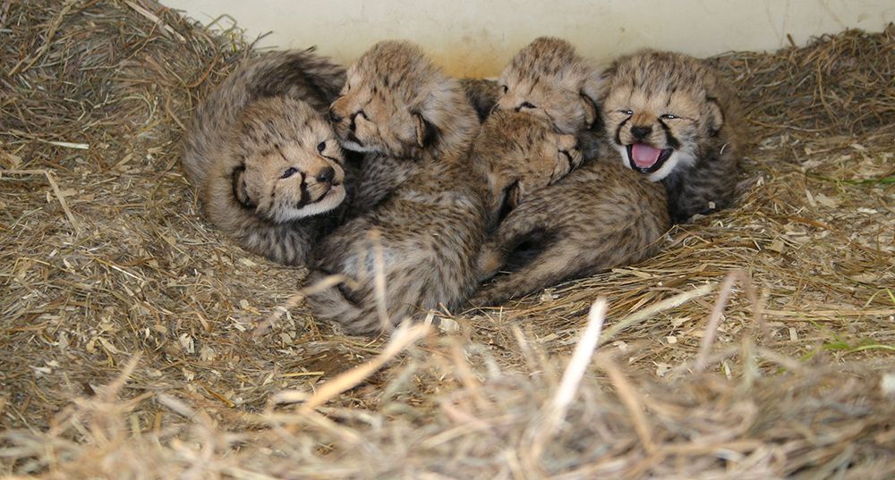 Cheetah Cubs