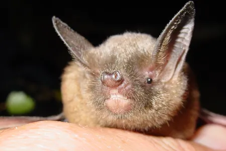 Don't judge a bat by its cover ... of Barry White.