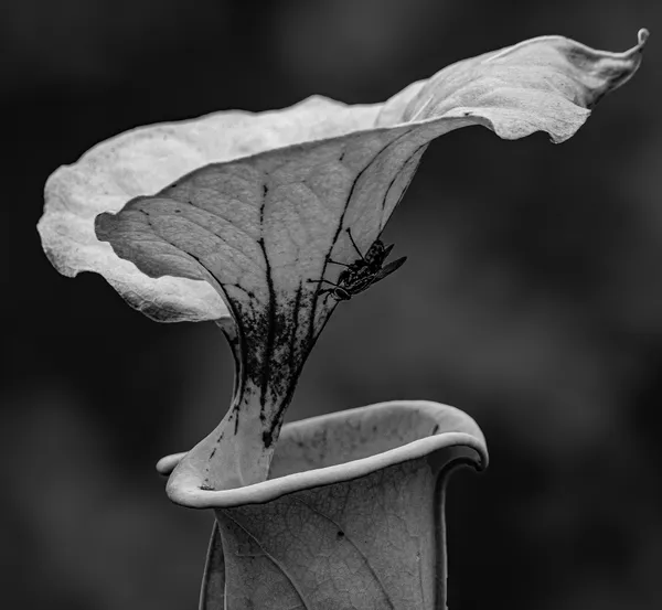 The Fly and the Pitcher Plant thumbnail