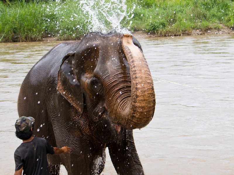 Elephant taking a bath in Chiang Mai, Thailand Smithsonian Photo