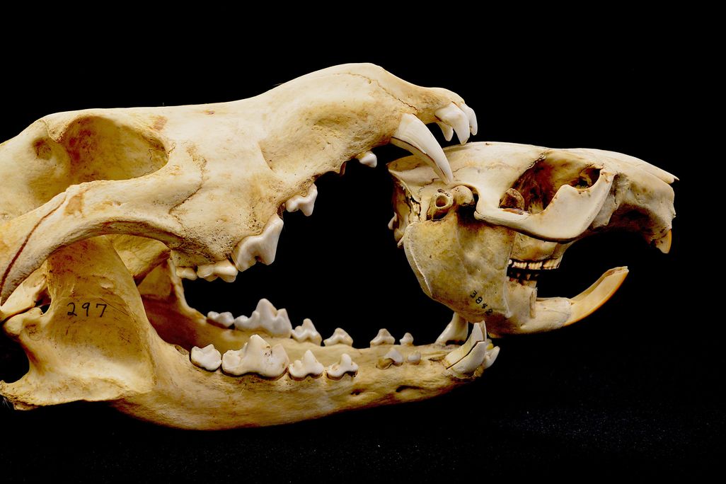 Wolf skull and beaver skull