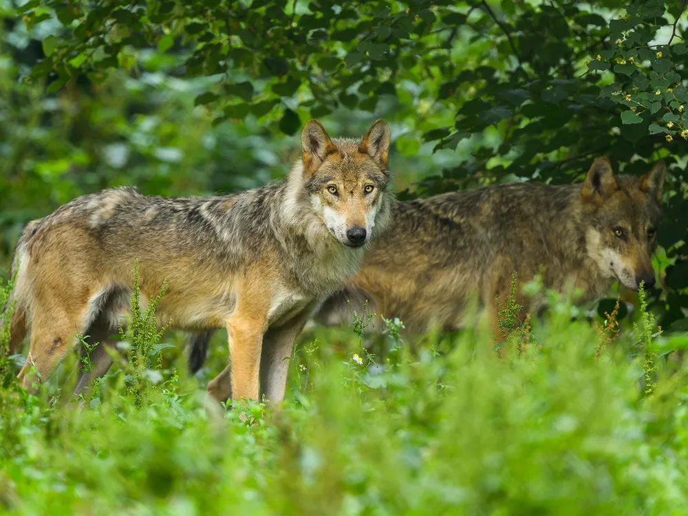 European Gray Wolves