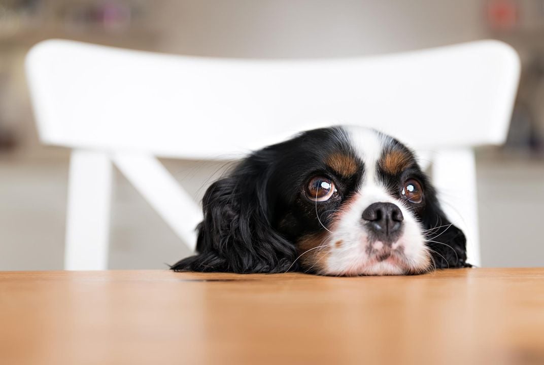 What Dogs Really Think of Your 'Puppy' Voice | Smart News| Smithsonian  Magazine