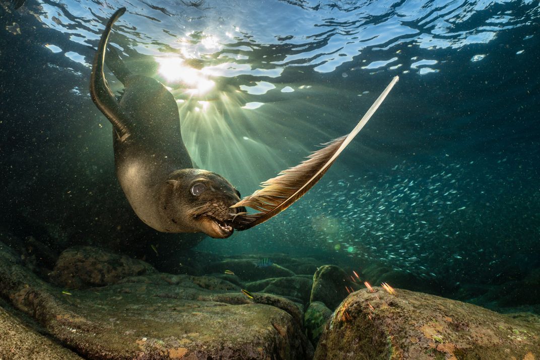 a California sea lion swims underwater, mouth open, toward a brown feather