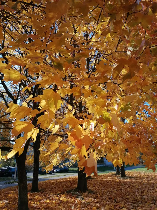 Autumn town thumbnail