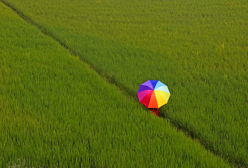 A woman is walking through the green paddy field holding a rainbow umbrella.