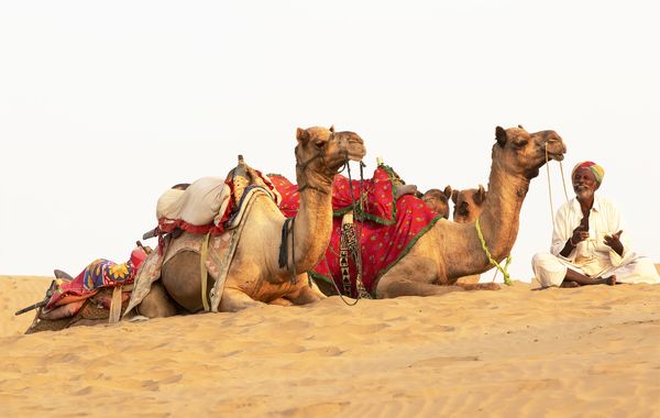 Camel Herder, Manvar thumbnail