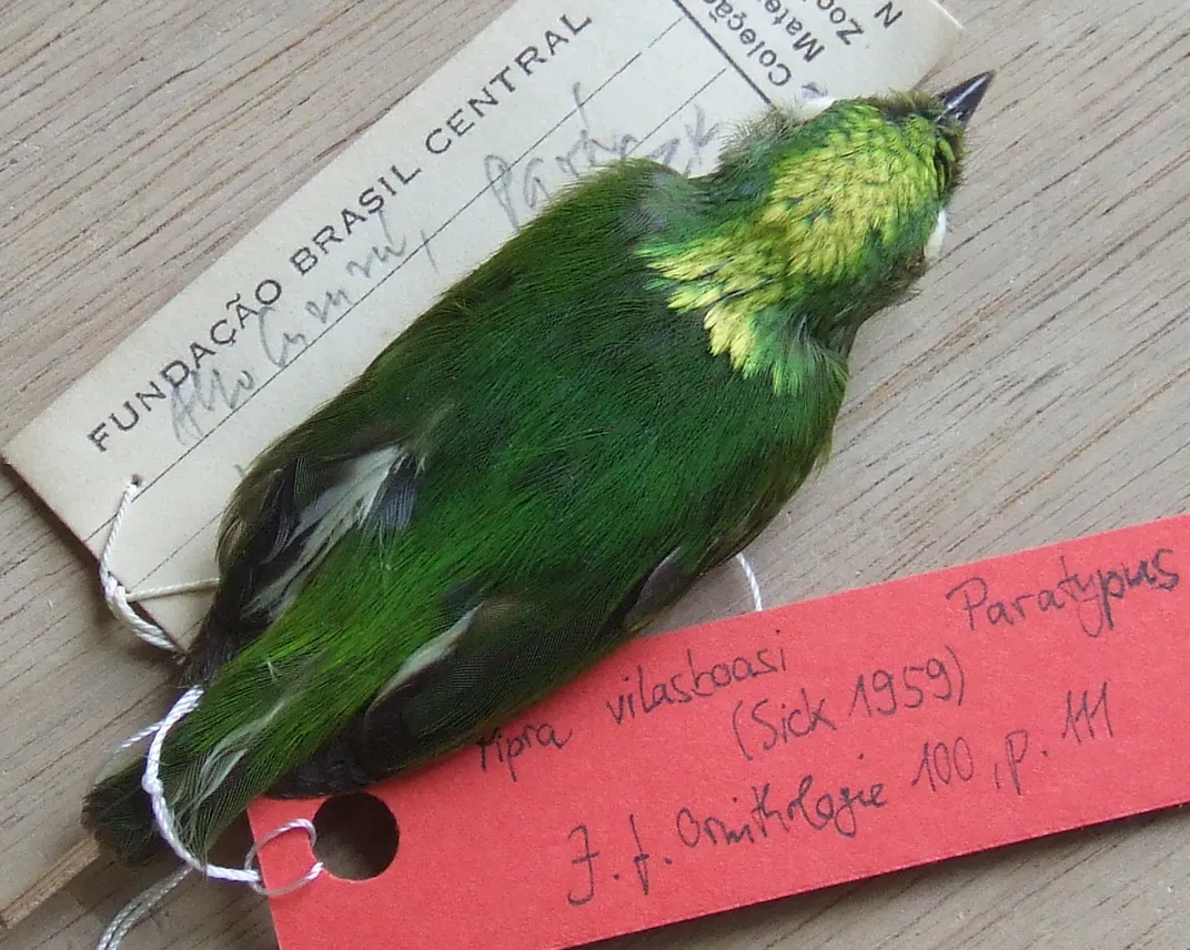 a stuffed and tagged bird on a table, the bird is green with greenish-yellow shiny feathers on its head