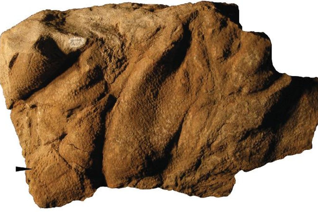 20110520083238hadrosaur-skin-impression.jpg