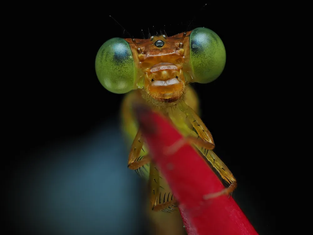 A dragonfly perched on a plant branch.