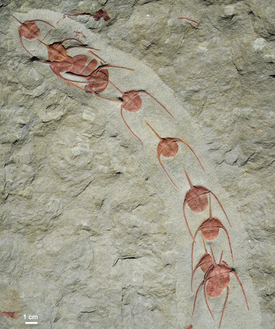 Trilobite Fossilisé - Bolivie - Silurien - Leonaspis Chacaltayana - Grande Taille - Occasion