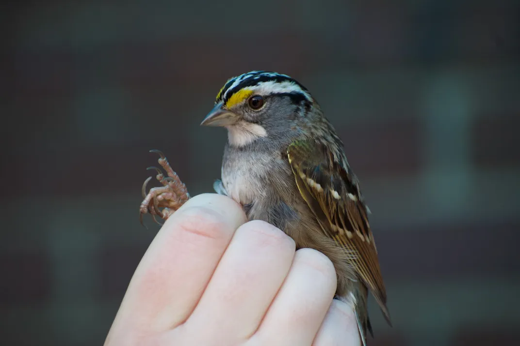 Bird Banding Demonstrations