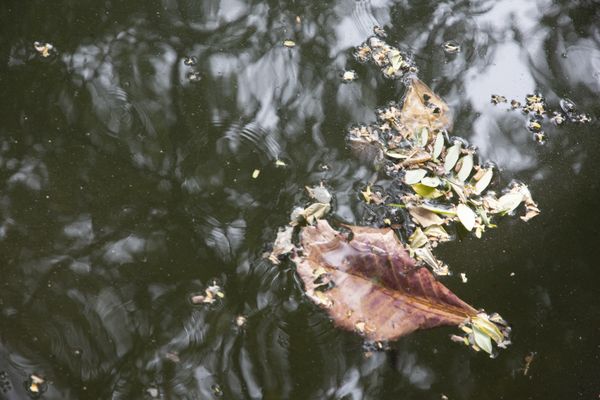 Disturbance thumbnail