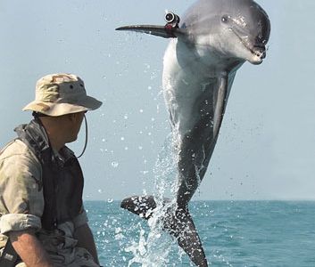 Navy dolphin K-Dog sports a "pinger" device that allows him to be tracked underwater.