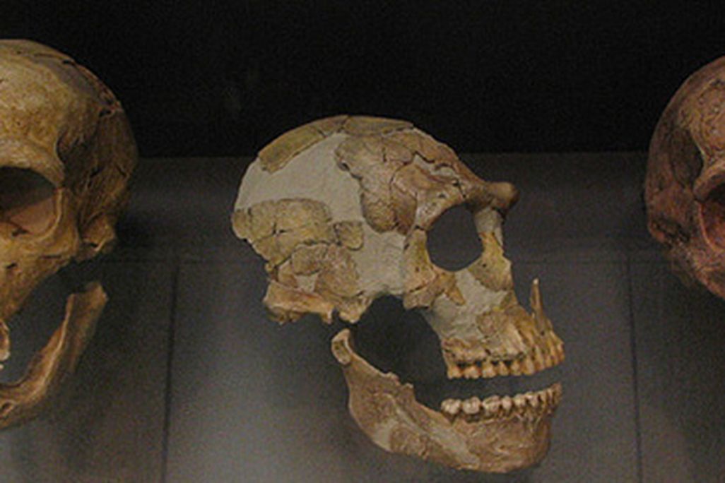 Neanderthal skulls