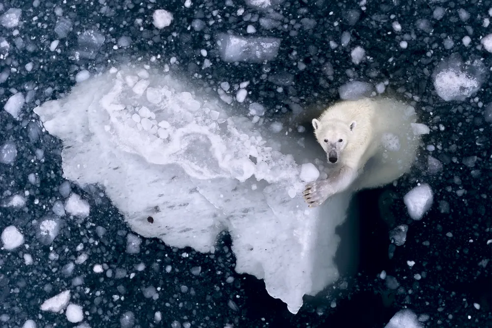 A polar bear puts one paw on an iceberg and looks up, making eye contact with the camera